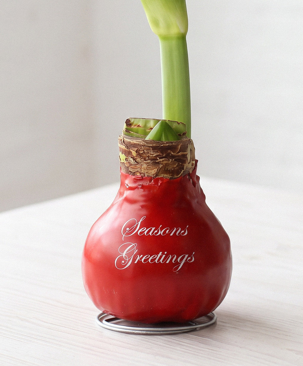 "Season's Greetings" Red Waxed Amaryllis Bulb with Pink Flower