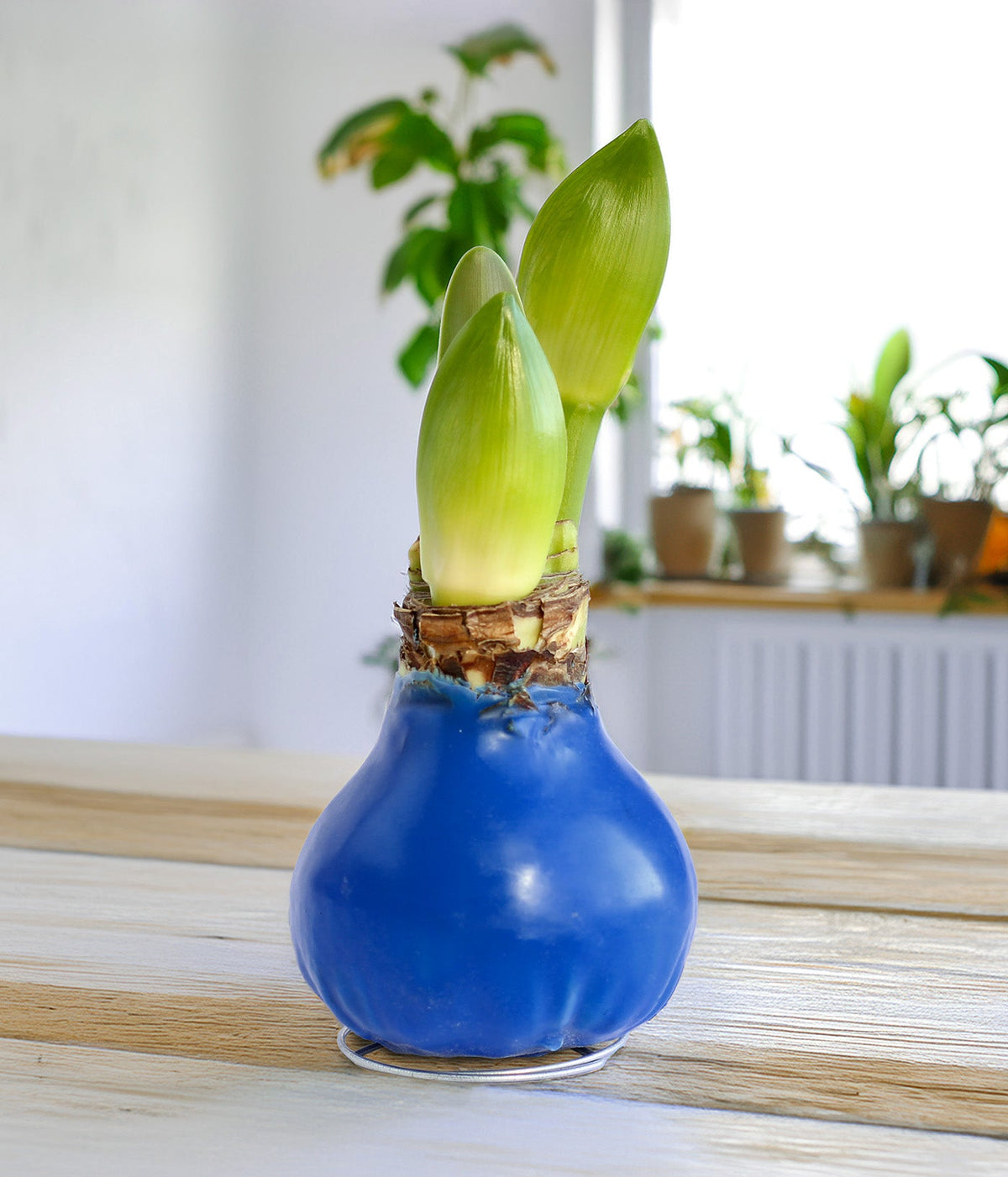 Blue Waxed Amaryllis with Pink Flower