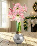 Silver Glitter Waxed Amaryllis with Pink Flower