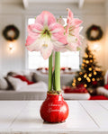 "Season's Greetings" Red Waxed Amaryllis Bulb with Pink Flower