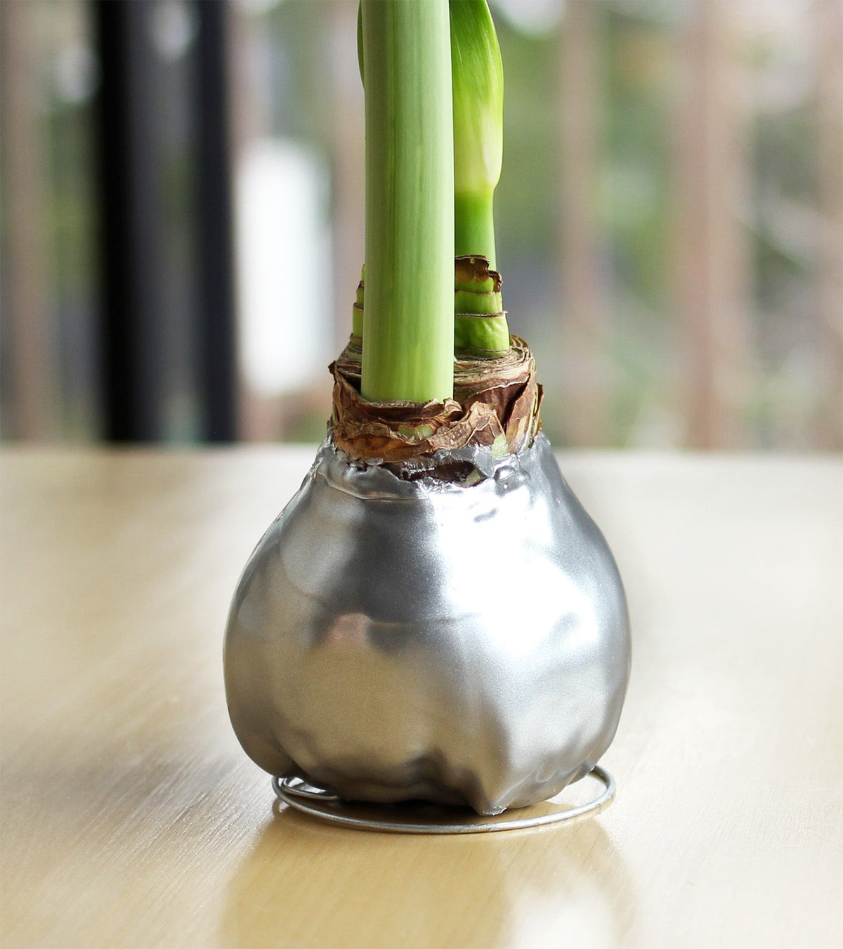 Silver Waxed Amaryllis with Red Flower