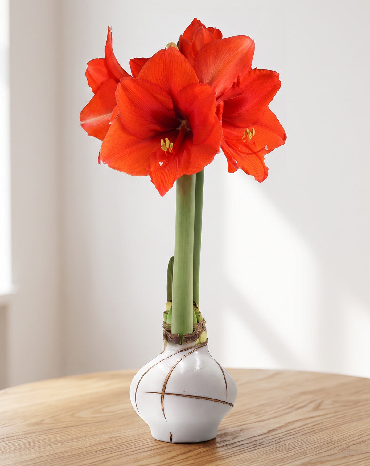 Golden Ribbon Hand-Glazed Waxed Amaryllis with Red Flower