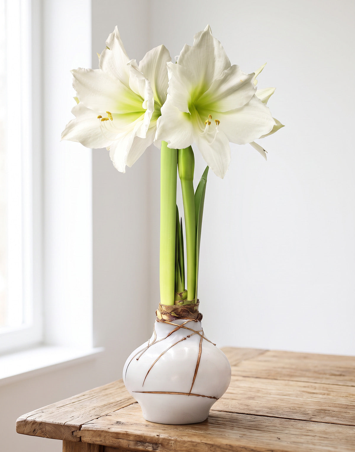 Golden Ribbon Hand-Glazed Waxed Amaryllis with White Flower