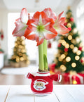 Santa Sweater Amaryllis with Red and White Flower