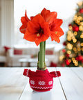 Snowflake Sweater Amaryllis with Red Flower