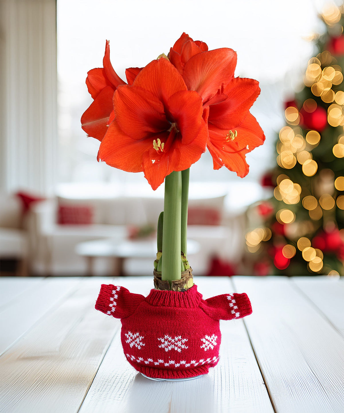 Snowflake Sweater Amaryllis with Red Flower