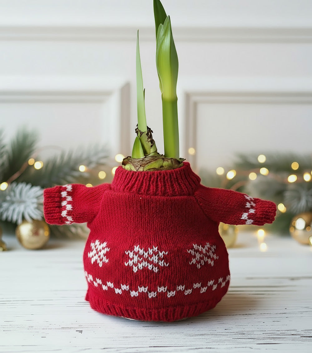 Snowflake Sweater Amaryllis with Pink Flower