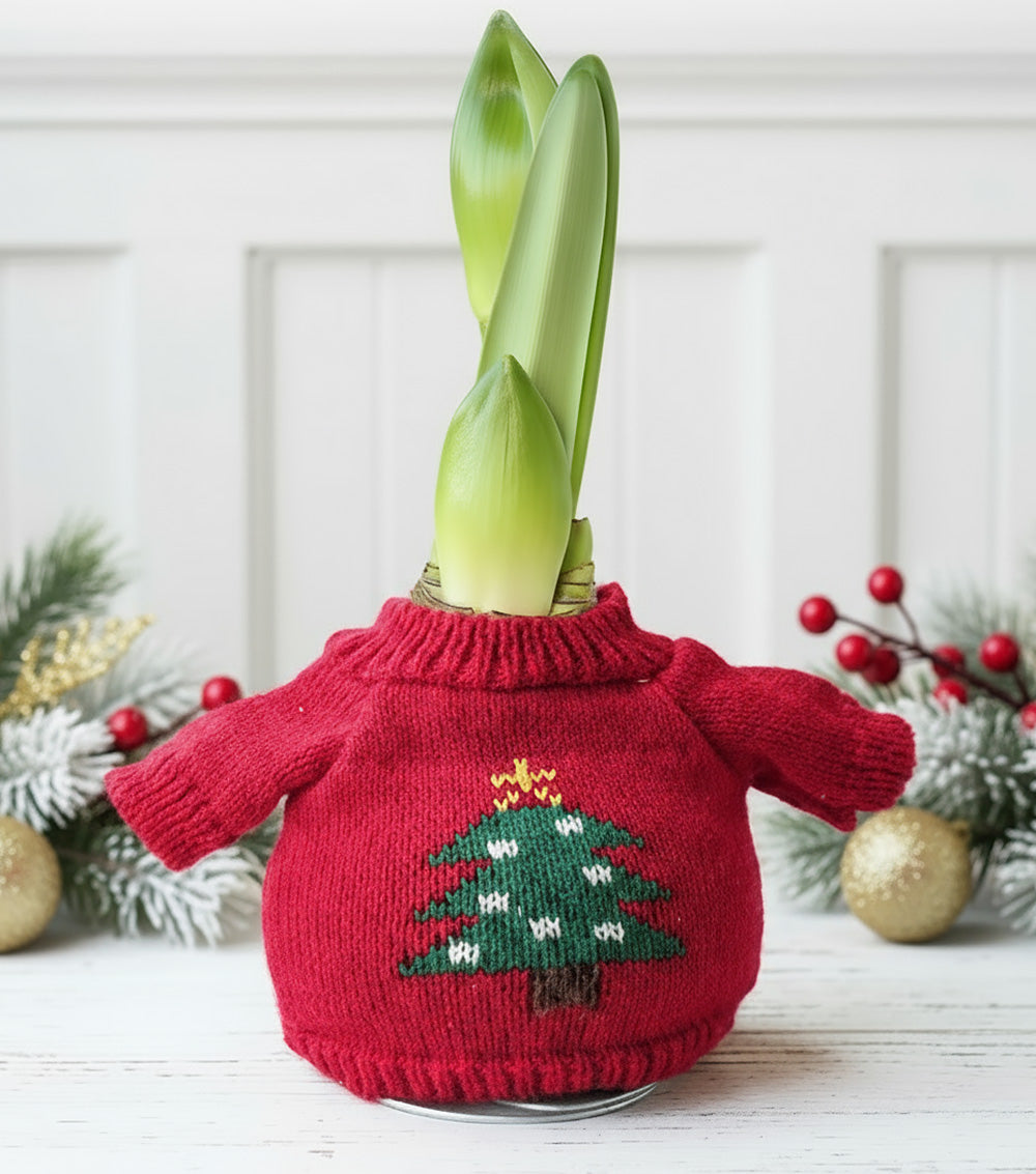 Christmas Tree Sweater Amaryllis with Red and White Flower