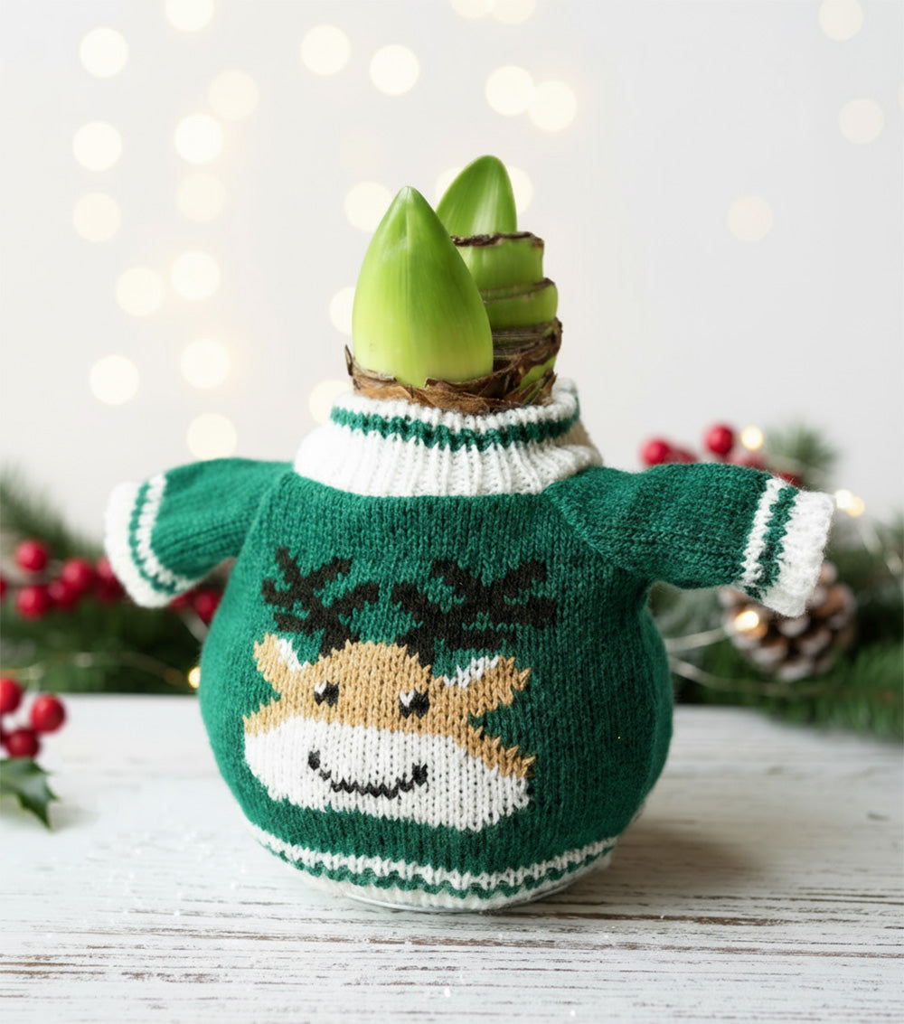 Reindeer Sweater Amaryllis with Red Flower