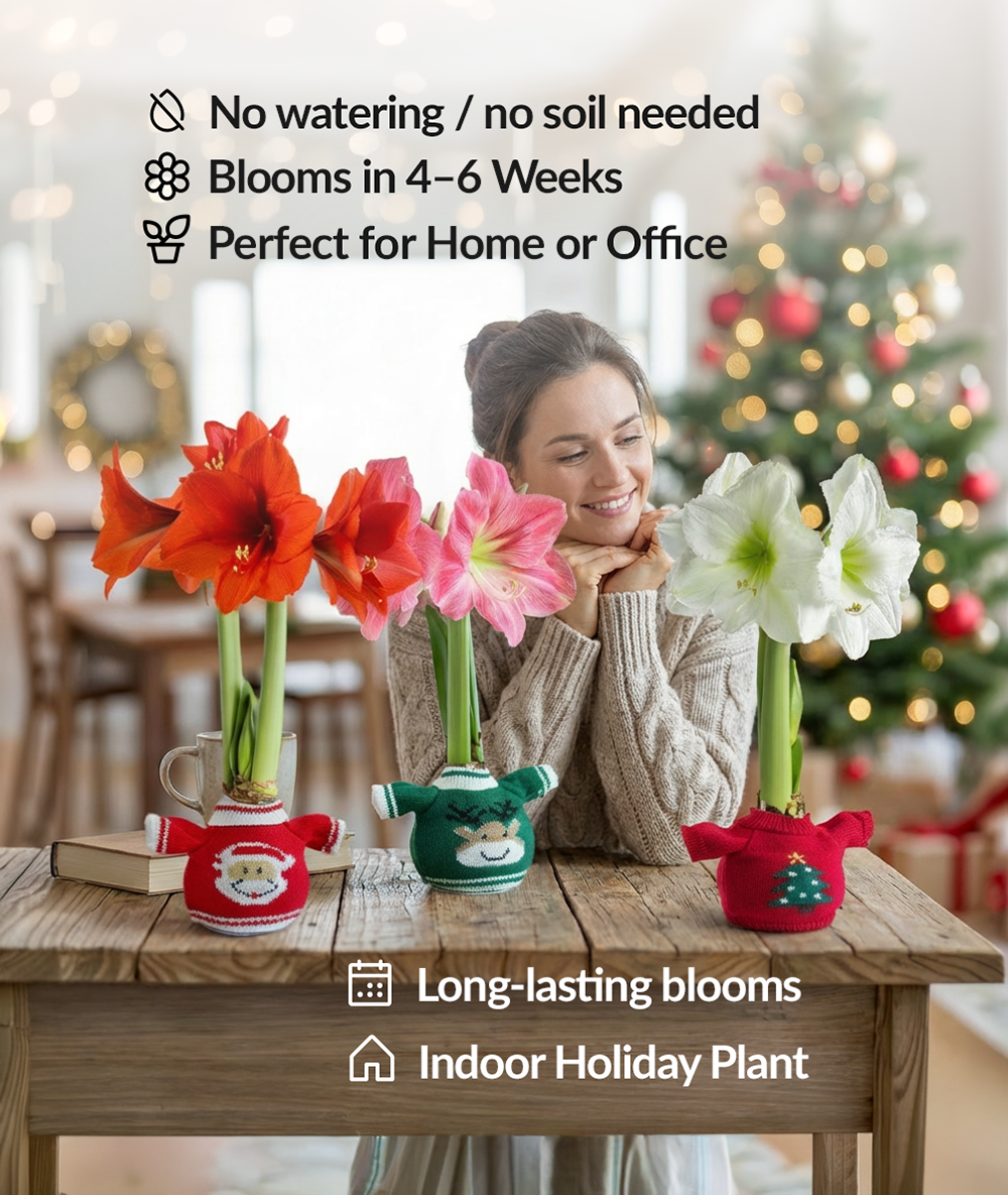 Christmas Tree Sweater Amaryllis with Pink Flower