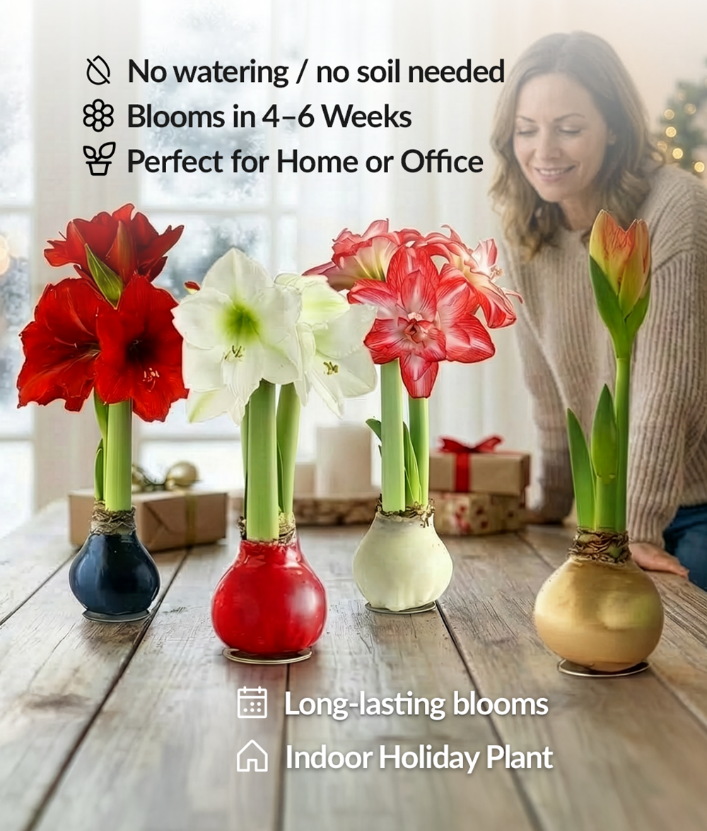 Blue Waxed Amaryllis with Pink Flower
